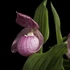 Kép 1/4 - Cypripedium macranthos - télálló kerti orchidea