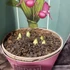 Kép 2/4 - Cypripedium macranthos - télálló kerti orchidea