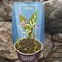 Kép 3/4 - Bletilla striata - kerti orchidea mix