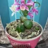 Kép 3/5 - Pleione - télálló kerti orchidea