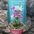 Kép 4/5 - Pleione - télálló kerti orchidea