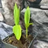 Kép 8/9 - Bletilla striata - télálló kerti orchidea lila