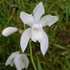 Kép 1/6 - Bletilla striata 'Alba' - télálló kerti orchidea fehér