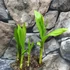 Kép 2/6 - Bletilla striata 'Alba' - télálló kerti orchidea fehér