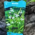 Kép 6/6 - Bletilla striata 'Alba' - télálló kerti orchidea fehér