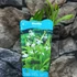 Kép 5/6 - Bletilla striata 'Alba' - télálló kerti orchidea fehér