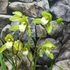 Kép 3/8 - Cymbidium 'Wild Green' - 2-3 virágszálas, levirágzóban
