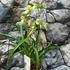 Kép 4/8 - Cymbidium 'Wild Green' - 2-3 virágszálas, levirágzóban