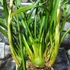 Kép 8/8 - Cymbidium 'Wild Green' - 2-3 virágszálas, levirágzóban