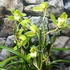Kép 5/8 - Cymbidium 'Wild Green' - 2-3 virágszálas, levirágzóban