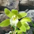 Kép 6/8 - Cymbidium 'Wild Green' - 2-3 virágszálas, levirágzóban