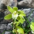 Kép 1/8 - Cymbidium 'Wild Green' - 2-3 virágszálas, levirágzóban
