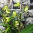 Kép 7/8 - Cymbidium 'Wild Green' - 2-3 virágszálas, levirágzóban