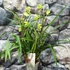 Kép 2/8 - Cymbidium 'Wild Green' - 2-3 virágszálas, levirágzóban