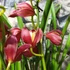Kép 2/5 - Cymbidium "Red Valentine' - 2 virágszálas