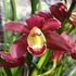 Kép 1/5 - Cymbidium "Red Valentine' - 2 virágszálas