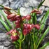 Kép 3/5 - Cymbidium "Red Valentine' - 2 virágszálas