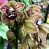Kép 1/6 - Cymbidium 'Magic Vogel'