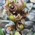 Kép 2/6 - Cymbidium 'Magic Vogel'