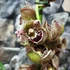 Kép 3/6 - Cymbidium 'Magic Vogel'
