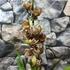 Kép 4/6 - Cymbidium 'Magic Vogel'