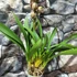 Kép 5/6 - Cymbidium 'Magic Vogel'