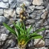 Kép 6/6 - Cymbidium 'Magic Vogel'