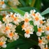 Kép 1/6 - Oncidium 'Twinkle' - illatos (levirágzott)