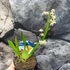 Kép 2/6 - Oncidium 'Twinkle' - illatos (levirágzott)