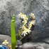 Kép 4/6 - Oncidium 'Twinkle' - illatos (levirágzott)