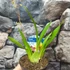 Kép 5/6 - Oncidium 'Twinkle' - illatos (levirágzott)