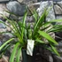 Kép 2/6 - Cymbidium 'Ice Cascade' virág nélkül (Értékcsökkent)