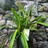 Kép 3/6 - Cymbidium 'Ice Cascade' virág nélkül (Értékcsökkent)