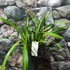 Kép 4/6 - Cymbidium 'Ice Cascade' virág nélkül (Értékcsökkent)