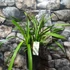 Kép 5/6 - Cymbidium 'Ice Cascade' virág nélkül (Értékcsökkent)