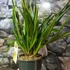 Kép 2/4 - Cymbidium 'Jaina' virág nélkül (Értékcsökkent)