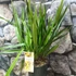 Kép 3/4 - Cymbidium 'Jaina' virág nélkül (Értékcsökkent)