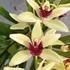 Kép 1/4 - Cymbidium 'Jaina' virág nélkül (Értékcsökkent)