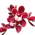 Kép 1/5 - Cymbidium 'Fido' virág nélkül