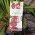 Kép 5/5 - Cymbidium 'Fido' virág nélkül