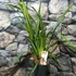 Kép 3/5 - Cymbidium 'Fido' virág nélkül