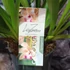 Kép 5/5 - Cymbidium Springwind, virág nélkül (Értékcsökkent)