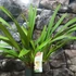 Kép 2/5 - Cymbidium Springwind, virág nélkül (Értékcsökkent)