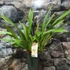 Kép 3/5 - Cymbidium Springwind, virág nélkül (Értékcsökkent)