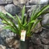 Kép 4/5 - Cymbidium Springwind, virág nélkül (Értékcsökkent)