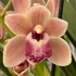 Kép 1/5 - Cymbidium Springwind, virág nélkül (Értékcsökkent)