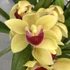 Kép 1/5 - Cymbidium 'Winn' virág nélkül