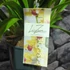 Kép 5/5 - Cymbidium 'Winn' virág nélkül