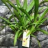 Kép 2/5 - Cymbidium 'Winn' virág nélkül