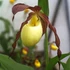 Kép 1/8 - Cypripedium kentuckiense 'Yellow'